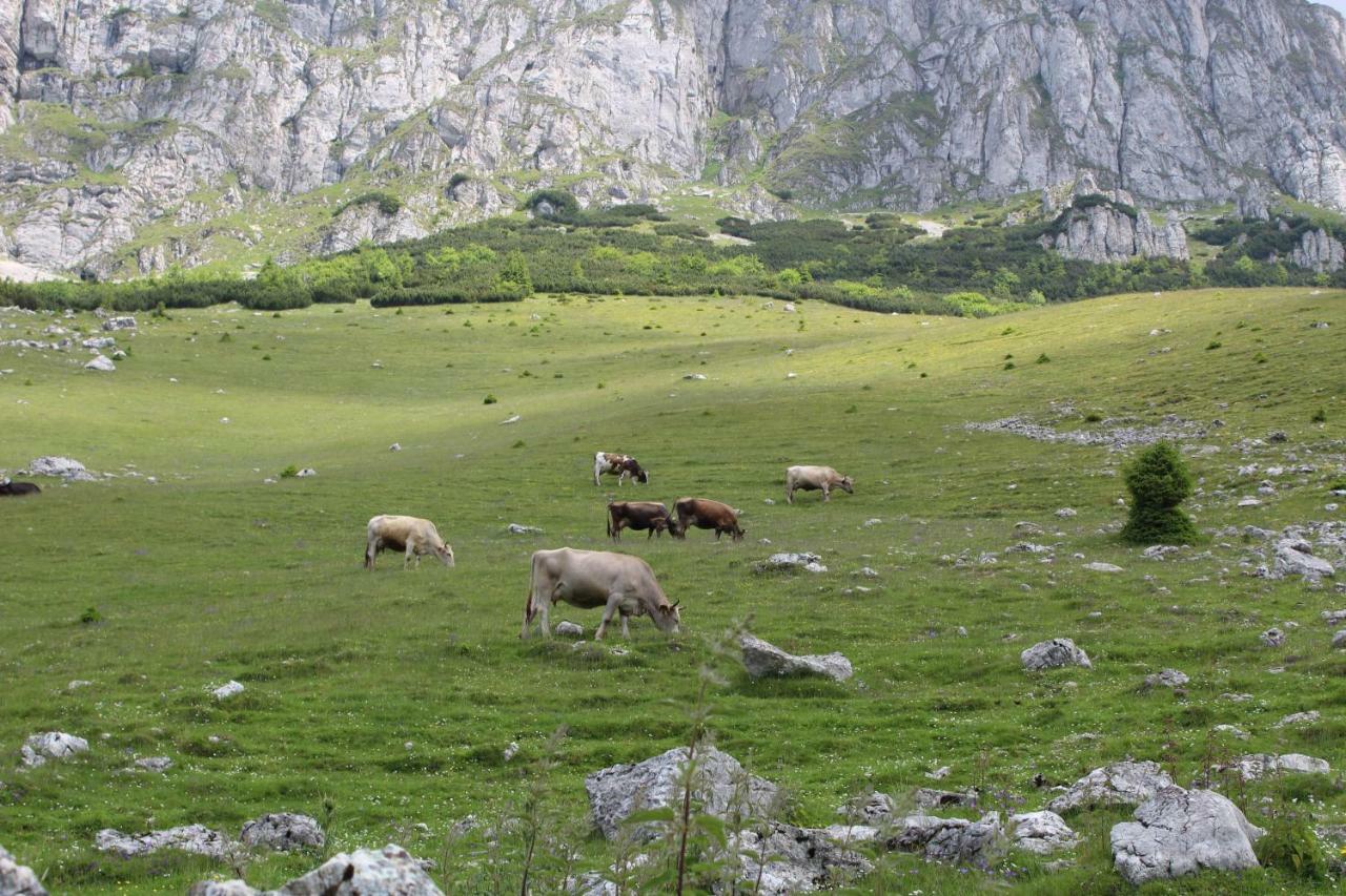 Căsuța de lângă pădure Moeciu De Sus Exterior foto