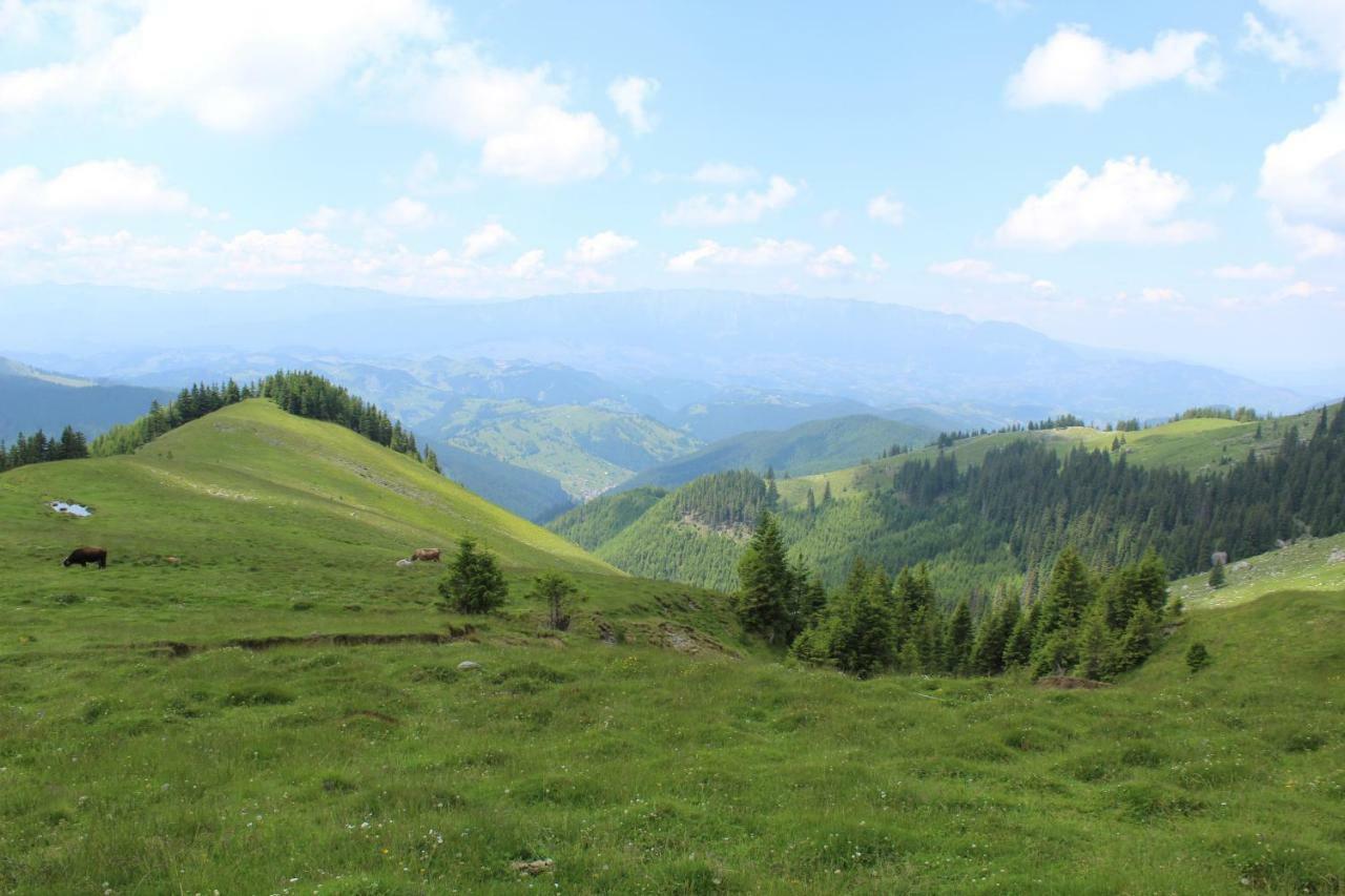 Căsuța de lângă pădure Moeciu De Sus Exterior foto